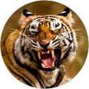 Natalie Gaugh profile picture